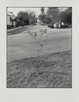 Young Lemon Tree, Los Angeles