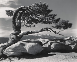 Jeffrey Pine, Sentinel Dome, Yosemite National Park, California