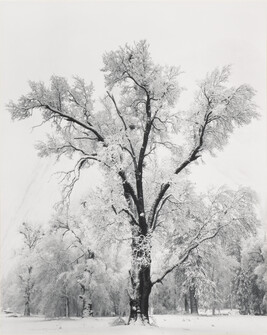 Oaktree, Snowstorm, Yosemite National Park, California