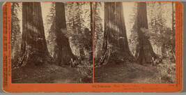 Old Dominion, Uncle Tom's Cabin, Mammoth Tree Grove, Calaveras Co., Cal
