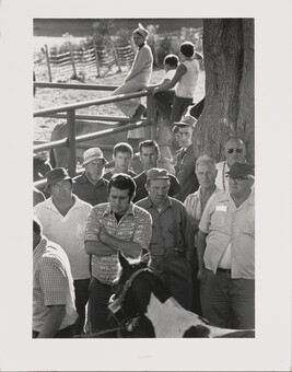 Livestock Auction in Thetford, Vermont