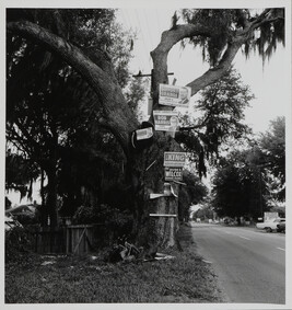 Political campaign ads on trees, Jacksonville