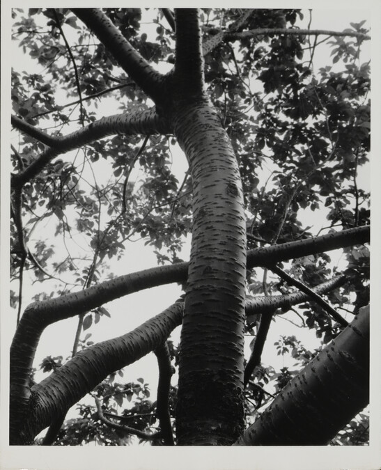 Tree trunk and branches
