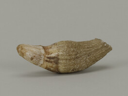 Animal tooth