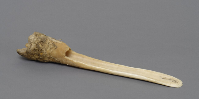 One-handed Scraper made from Caribou Tibia