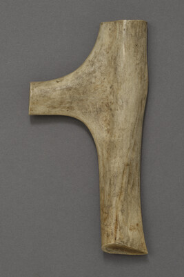 Section of deer antler cut off for tool making