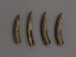 Four Seal Claws