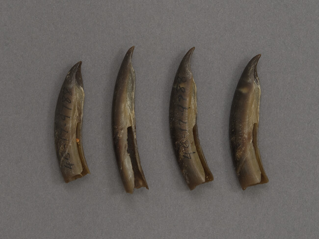 Four Seal Claws