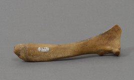 Seal Ulna. Much Handled Tool