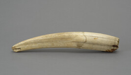 Walrus Tusk