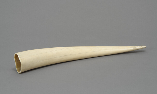 Polished Walrus Tusk