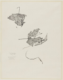 Untitled (Leaves)