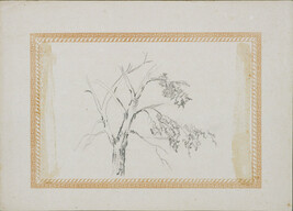 Untitled (Study of Tree Branches)