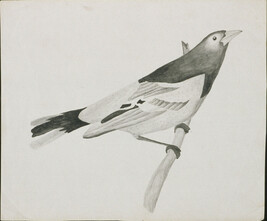 Untitled (Study of a Bird on a Branch)
