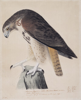American Buzzard or White Breasted Hawk... Falco Leverianus