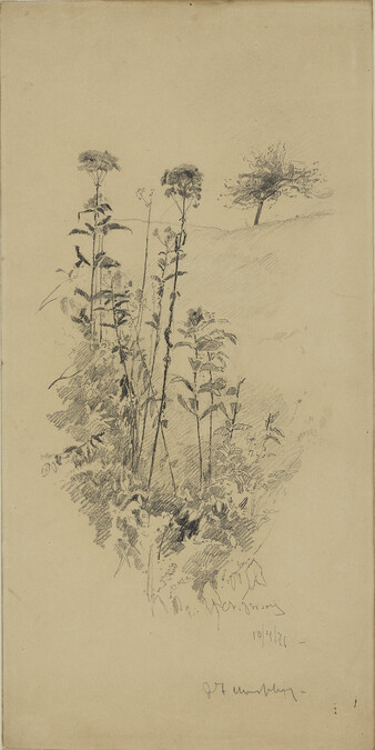 Pride of the Meadow (Flower Studies, New Jersey)