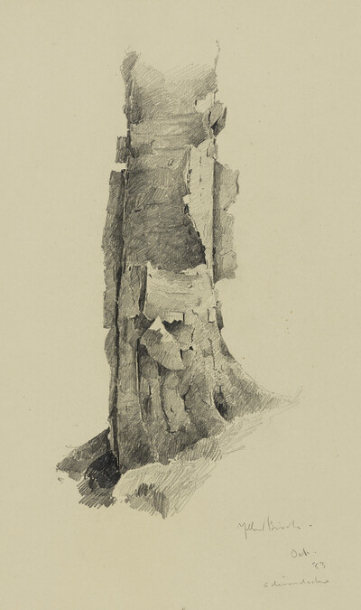 Yellow Birch, Adirondacks