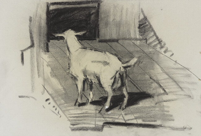 Untitled (Standing Goat From Back)