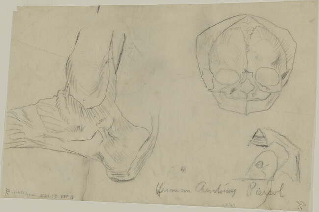 Anatomical Studies for Gods of the Modern World (Panel 15) for The Epic of American Civilization