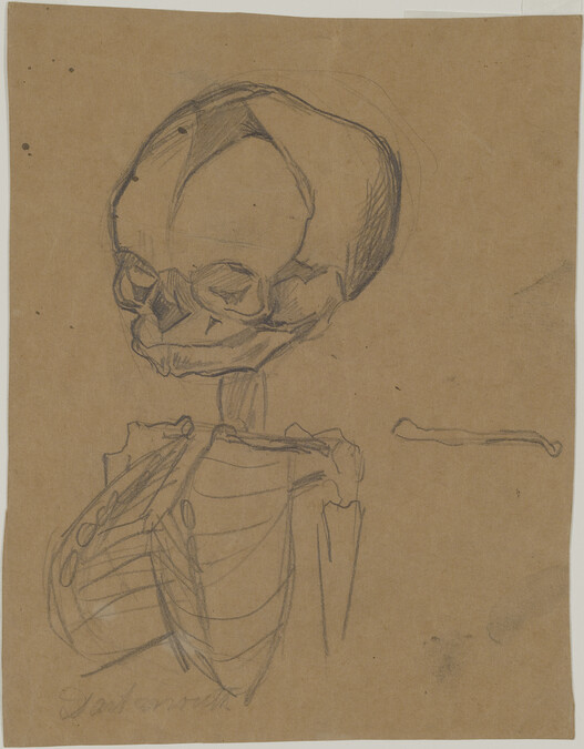 Study of Fetal Skeleton for Gods of the Modern World (Panel 15) for The Epic of American Civilization