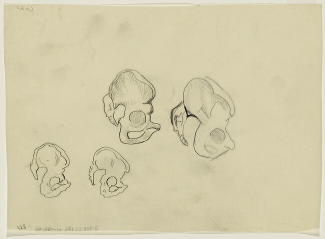 Bone Studies for Gods of the Modern World (Panel 15) for The Epic of American Civilization