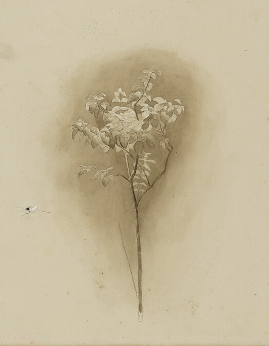 Study of a Plant (obverse); Study of a Windmill (reverse)