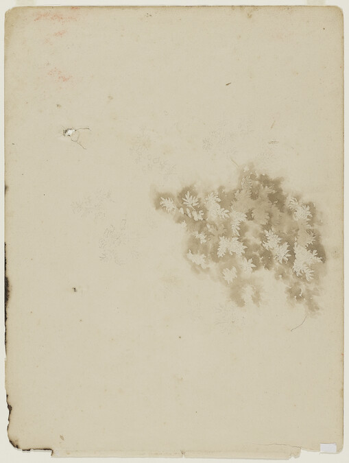 Study of Leaves (obverse); Tree Branch and Leaves (reverse)
