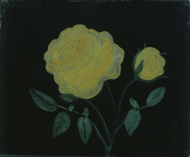 Yellow Rose