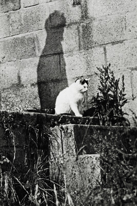 A cat and a shadow: England