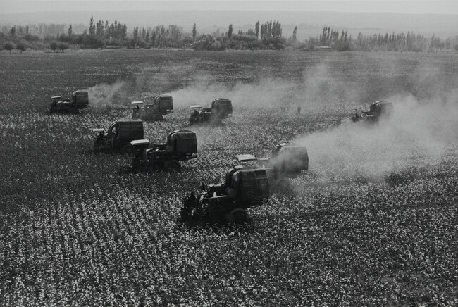 Harvest Time, Kholkoz Collective Farm, Ferganskaya Valley, Uzbekistan