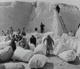 Bagging Cotton, Uzbekistan