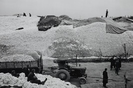 Cotton Harvesting in Uzbekistan (left panel of panorama)