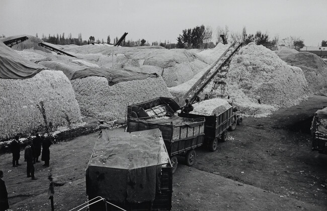 Cotton Harvesting in Uzbekistan (right panel of panorama)