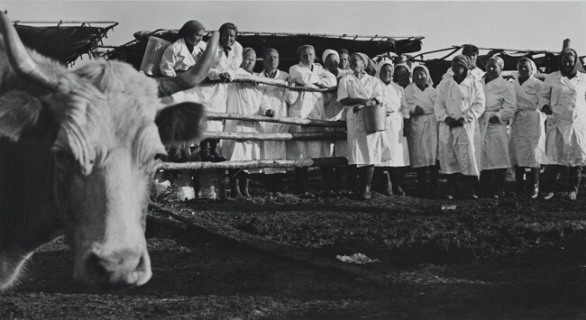 Dairy Workers with Prize Cow