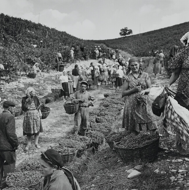 Harvest Time: These are the grapes from which Soviet Champagne will be made