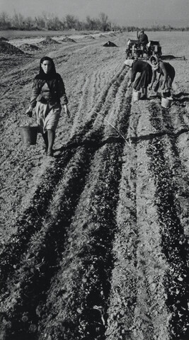 Agricultural Workers