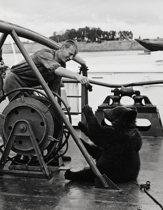 Lunchtime for Bear on the Ship