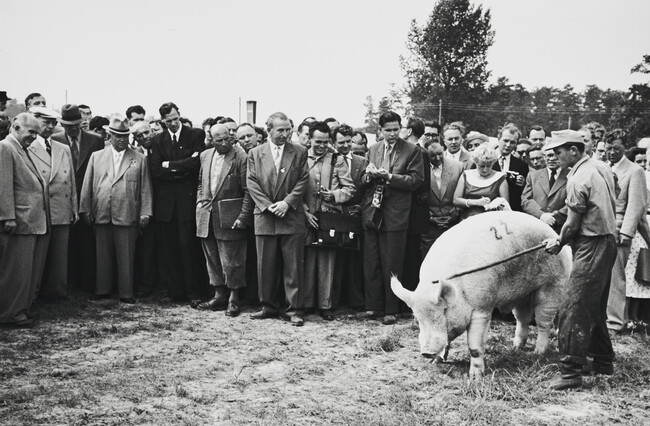 Khrushchev Reviewing a Prize-Winning Hog, East Germany