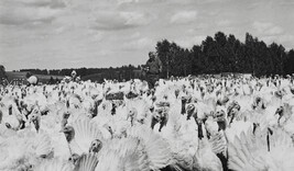 Self-Portrait at the Shibrovsky Farm, Novosibirsk, where there are more than 10,000 Turkeys.