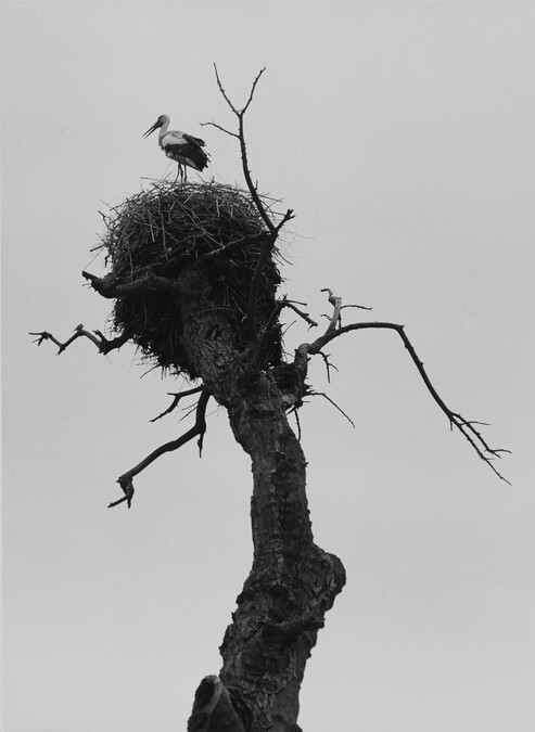 Bird in Nest, Bukhara