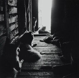 Husky Dogs, Chukotka