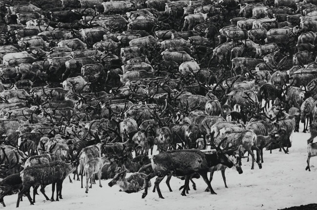 Caribou, Chukotka