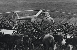 Copter with Caribou, Chukotka