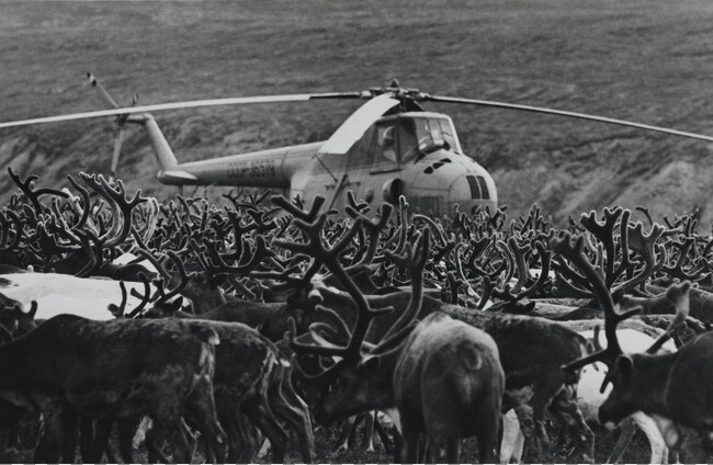 Copter with Caribou, Chukotka
