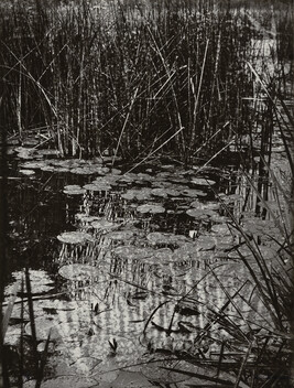 Water Lilies (Les nénuphars), number 2 of 20, from an untitled portfolio