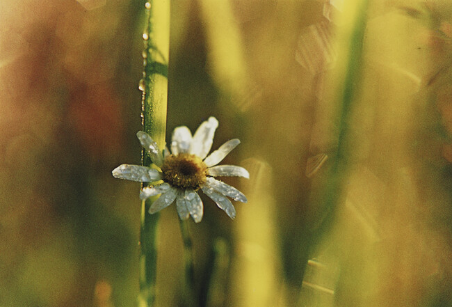 Daisy and Sunlight