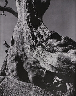 Monterey Cypress, number 1, from the book The Art of Edward Weston
