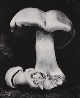 Toadstool, number 10, from the book, The Art of Edward Weston