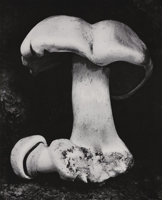 Toadstool, number 10, from the book, The Art of Edward Weston