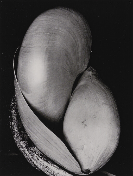 Shells, number 11, from the book, The Art of Edward Weston
